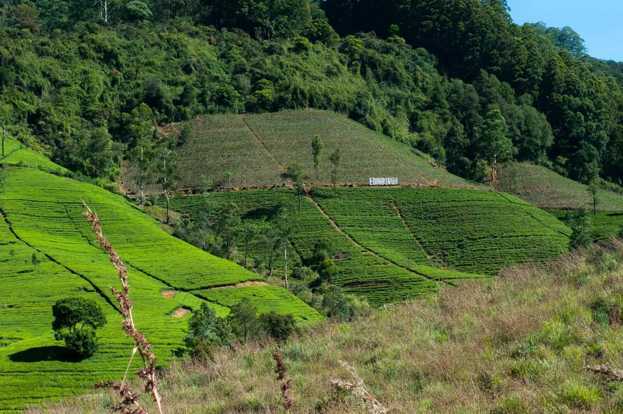 Mist rolling over emerald green tea terraces in Sri Lanka's hill country at dawn - the iconic backdrop for a Sri Lanka honeymoon