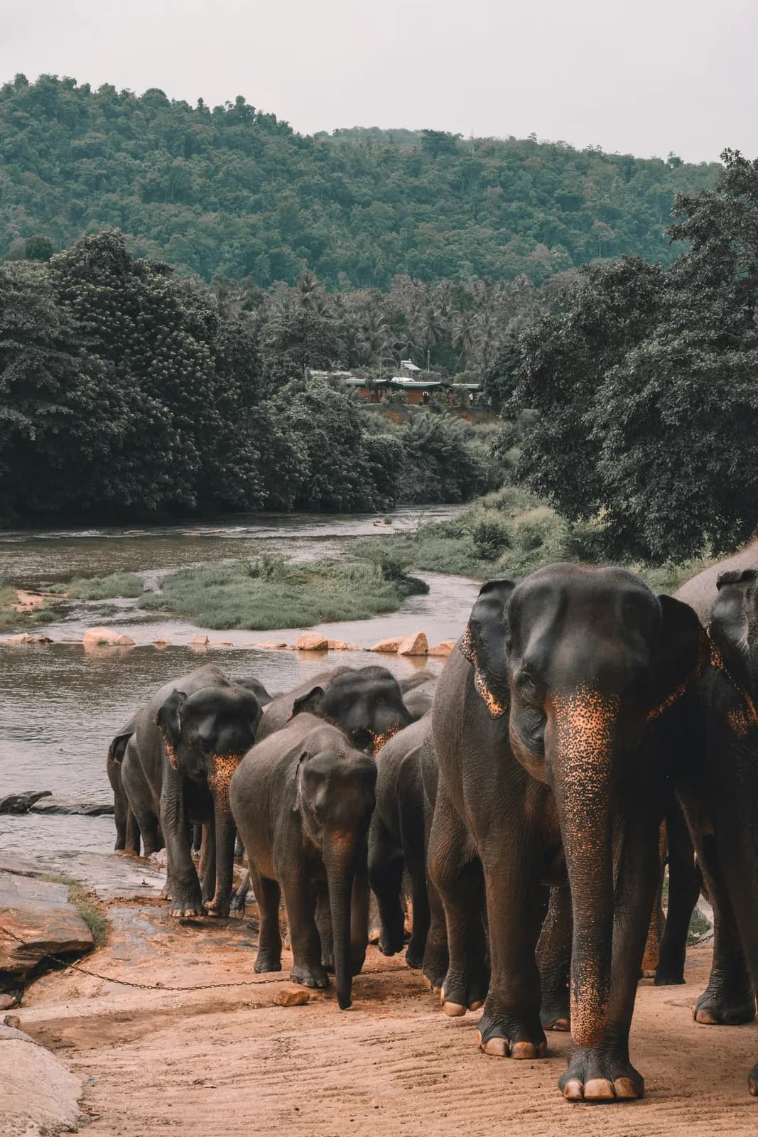 Wild elephants crossing a river