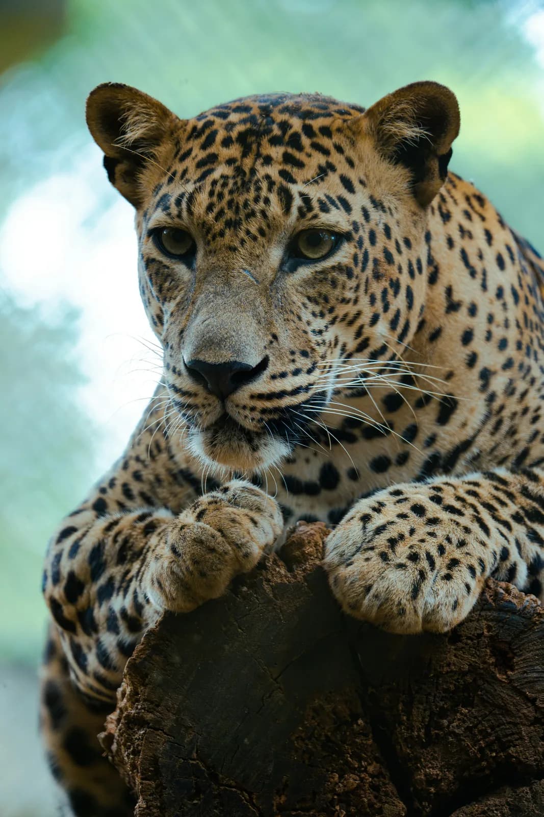 Yala Leopard Safari - Night Drive