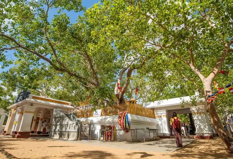 Unduvap Poya - Sacred Bodhi Day