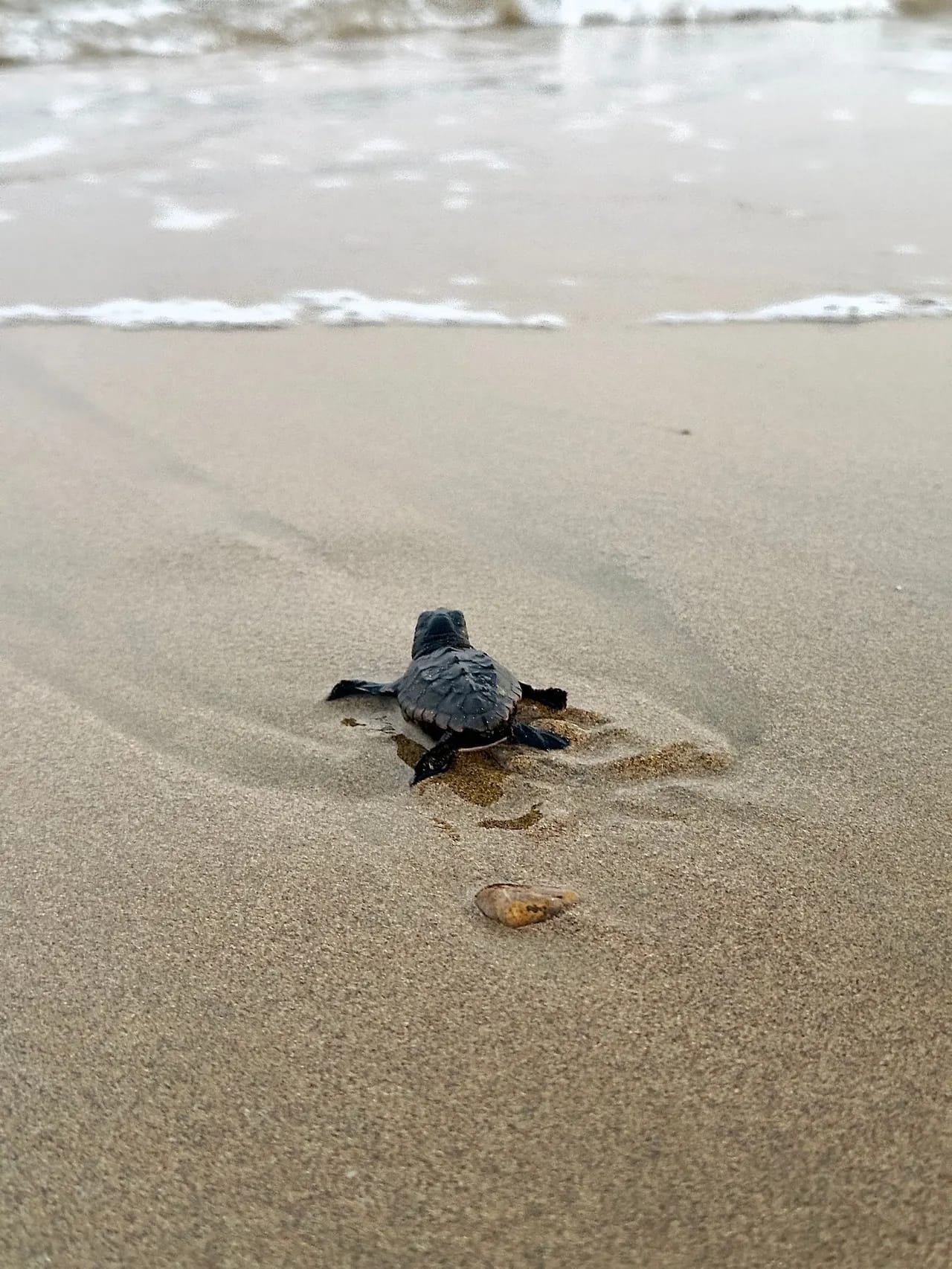 A baby sea turtle hatchling crawling across the sand toward the ocean waves on a Sri Lankan beach
