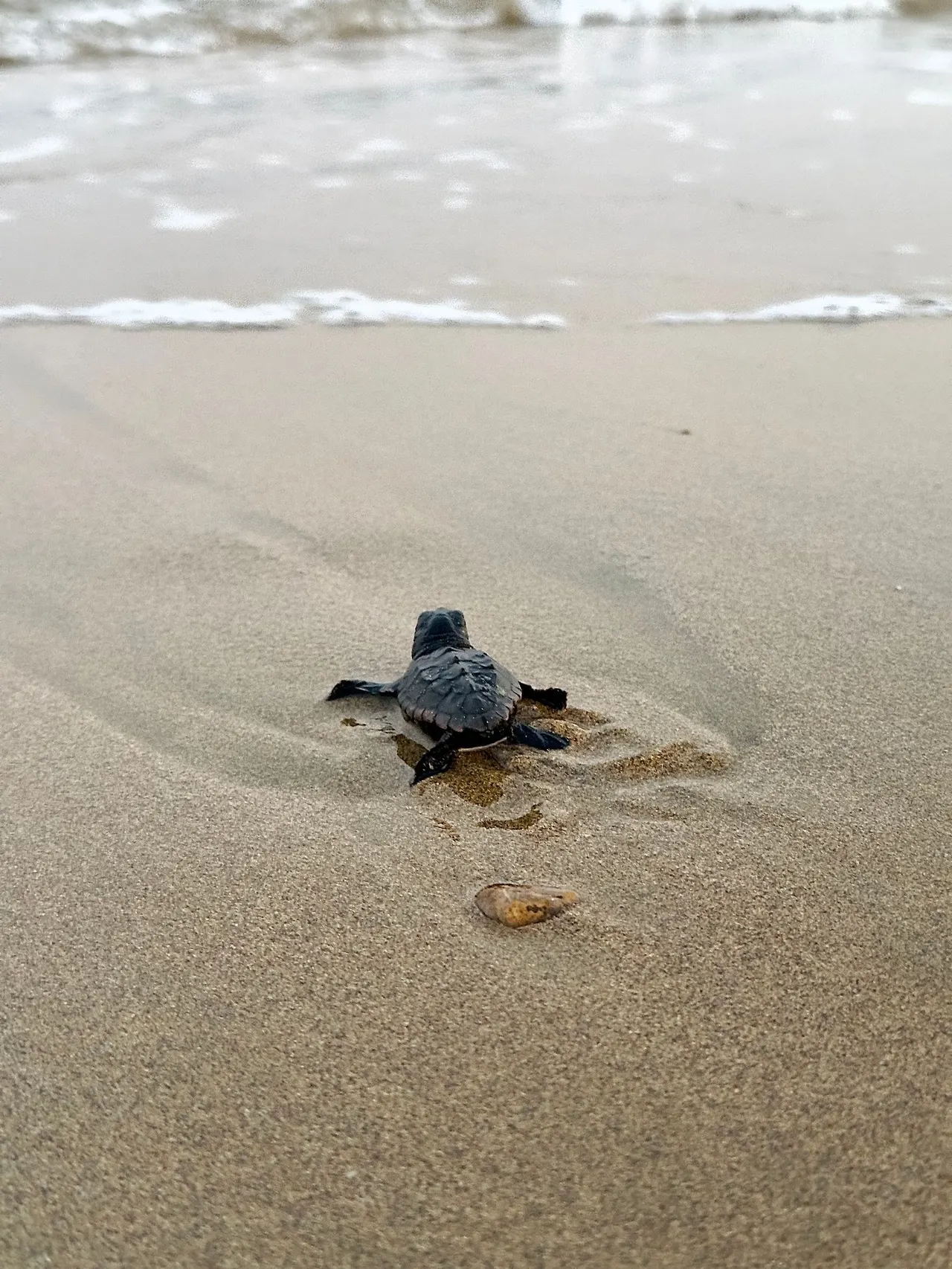 A baby sea turtle hatchling crawling across the sand toward the ocean waves on a Sri Lankan beach