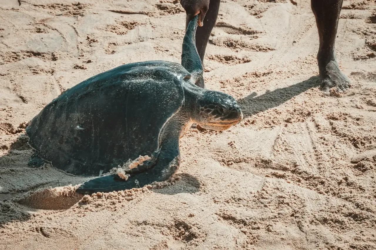 A sea turtle gliding through clear blue water off the coast of southern Sri Lanka near Mirissa