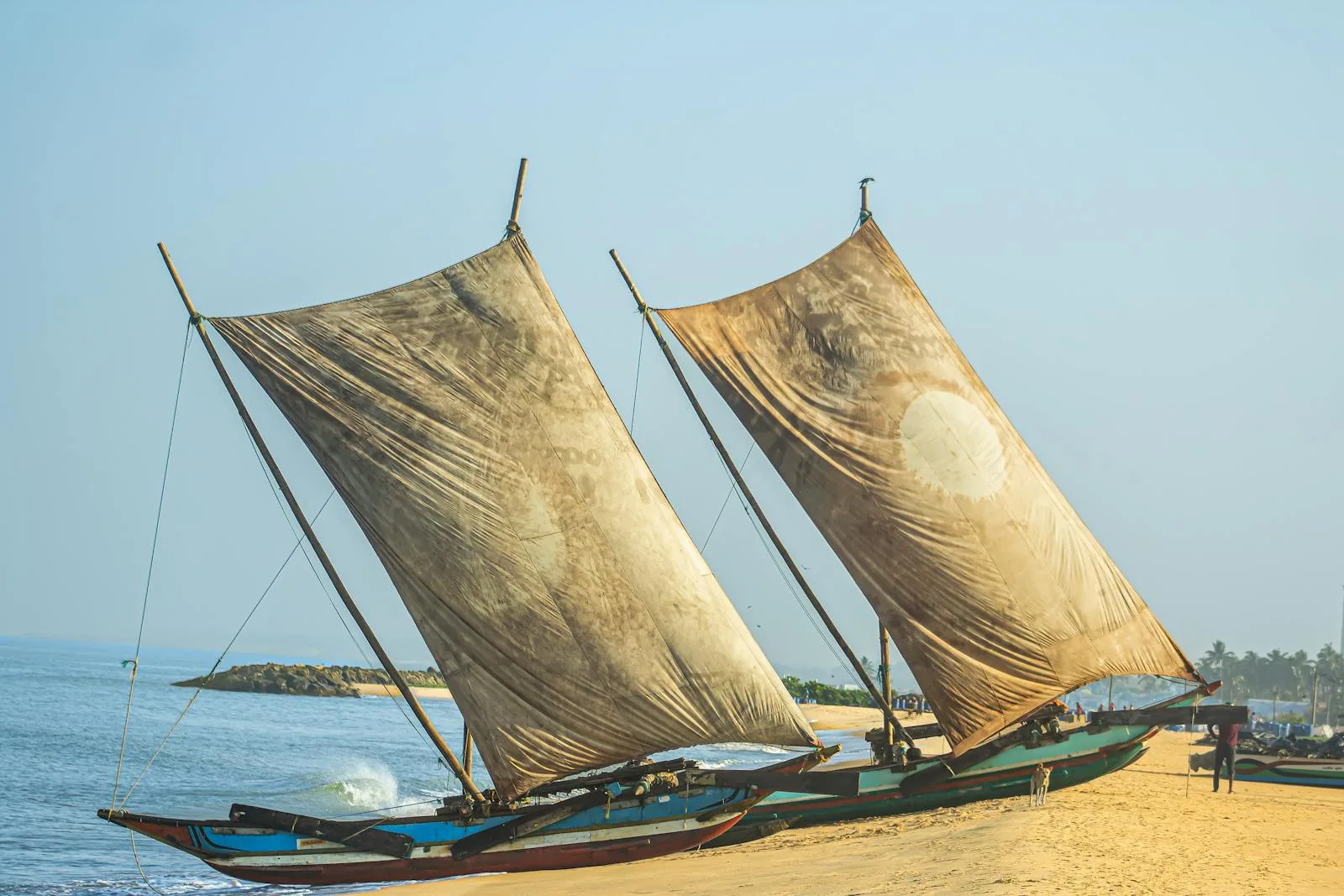Traditional Sri Lankan fishing boats with large sails on Negombo beach at golden hour