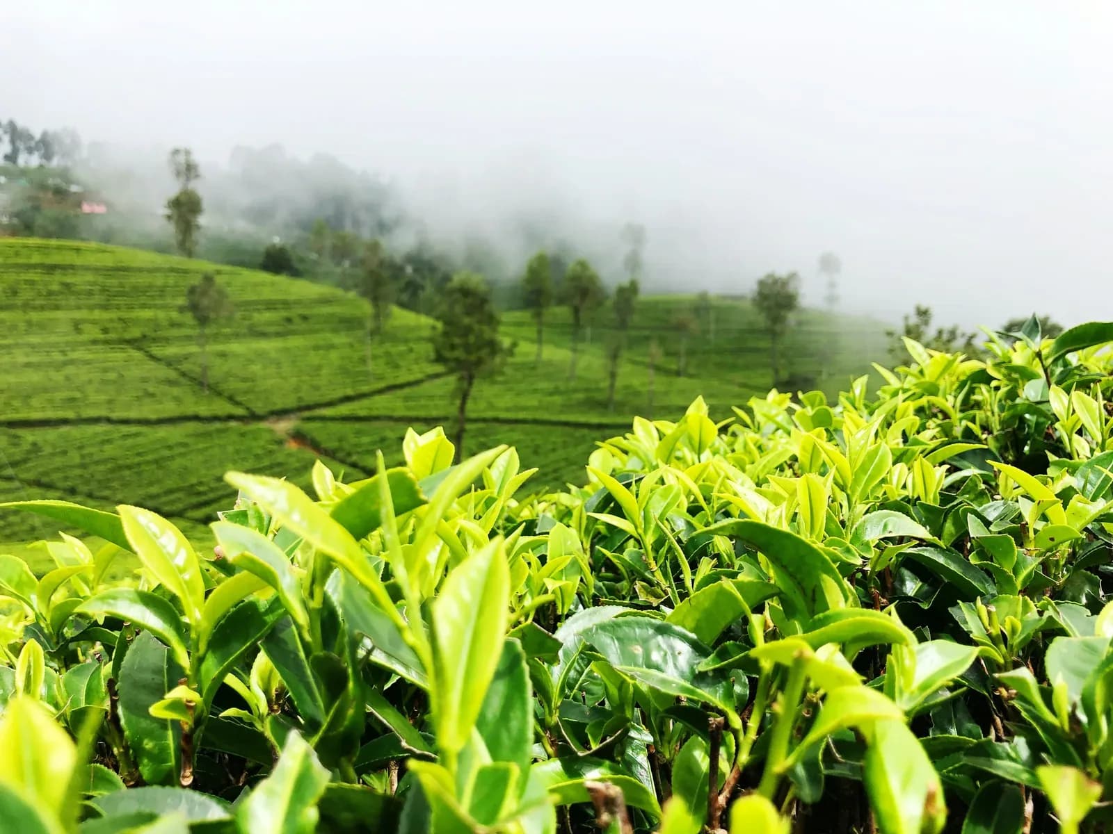 Lush green tea plantations covering the rolling hills of Sri Lanka's hill country near Nuwara Eliya