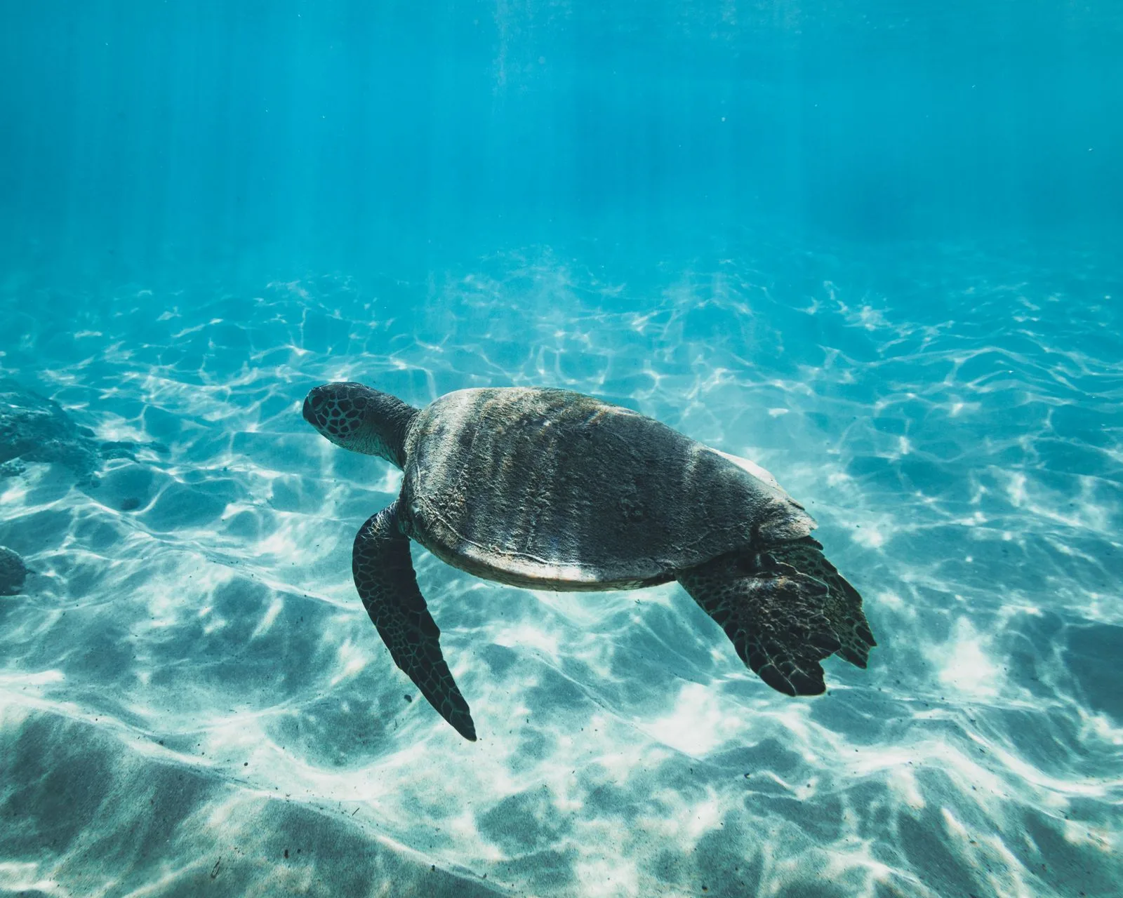 Wild green sea turtle swimming over a sandy seabed in clear shallow water off the coast of Sri Lanka