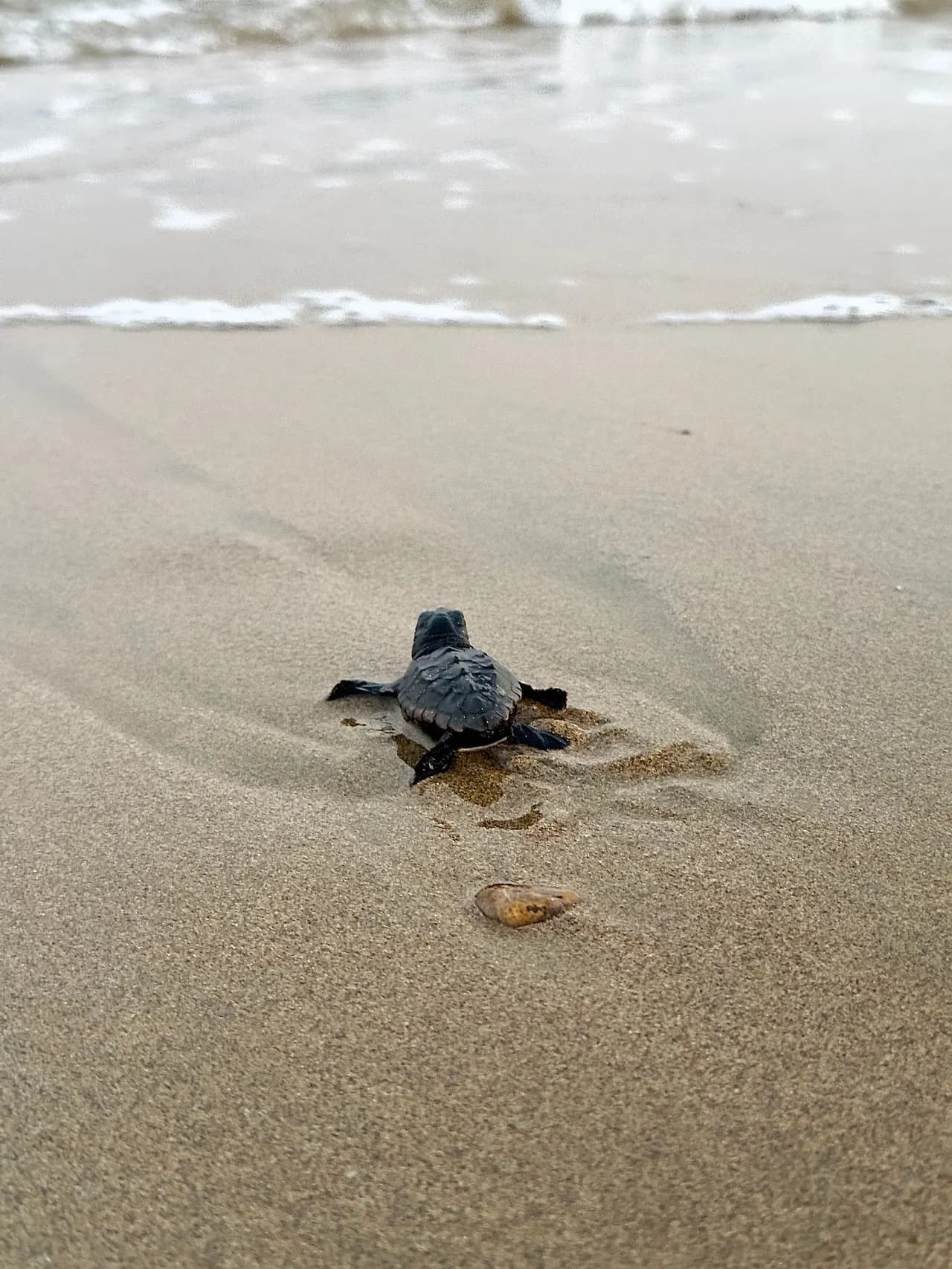 A baby sea turtle hatchling crawling across the sand toward the ocean waves on a Sri Lankan beach