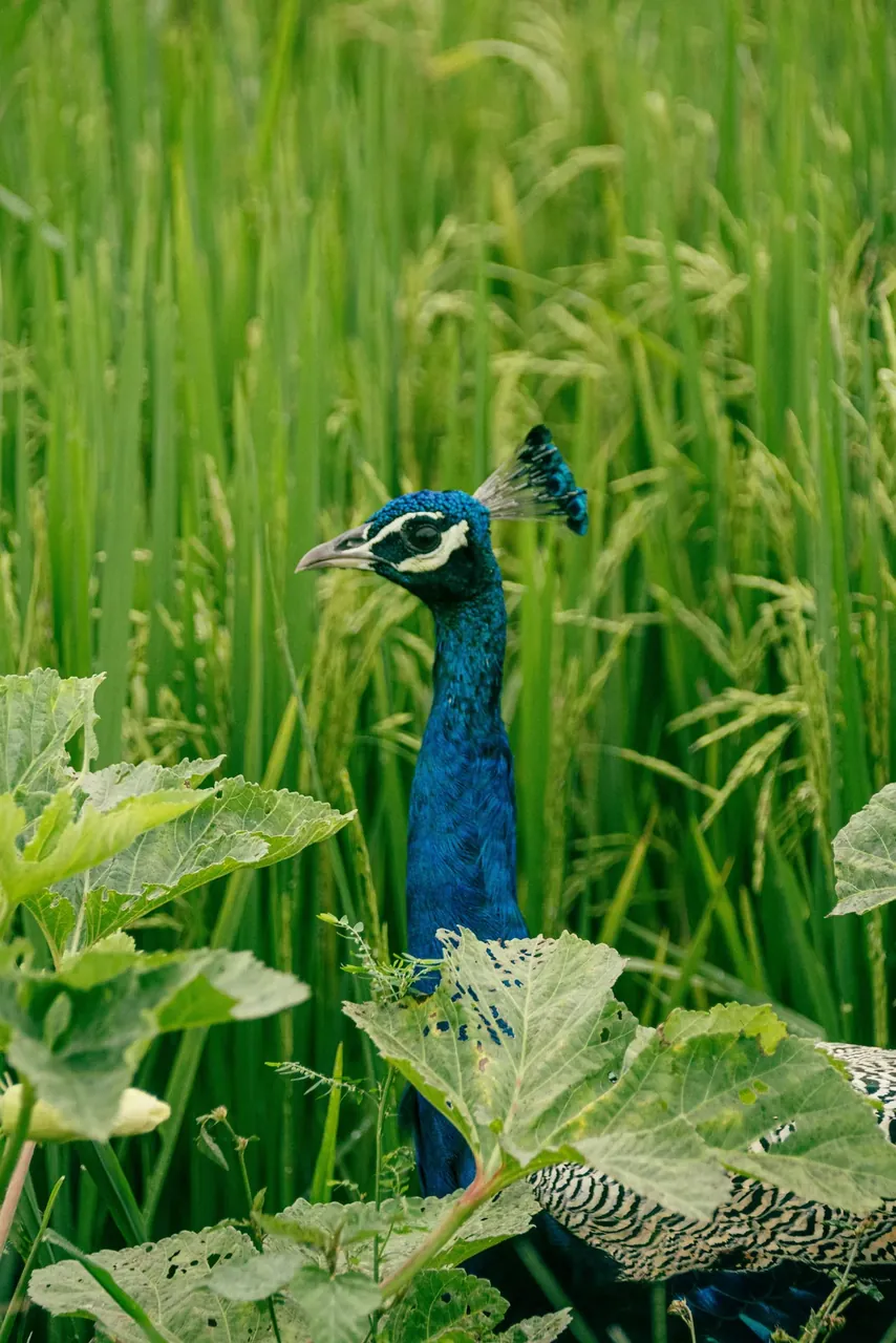 A peacock beside rice paddy fields with Sri Lankan landscape in the background, typical of the east coast region