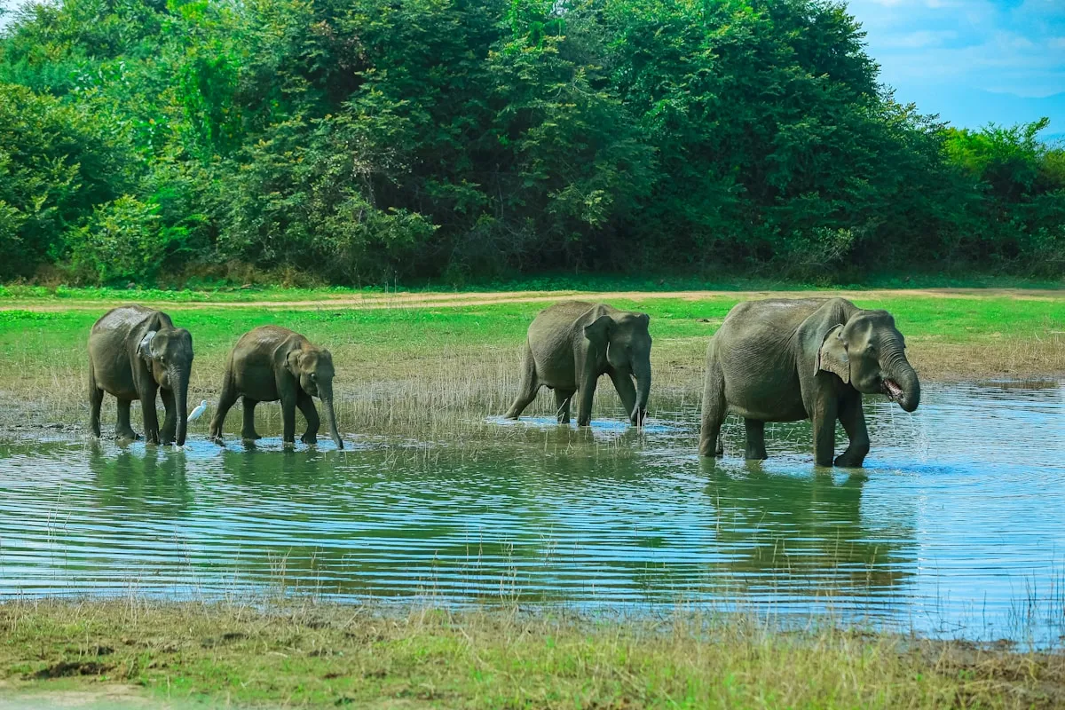 Sri Lankan elephants in their natural habitat in a national park