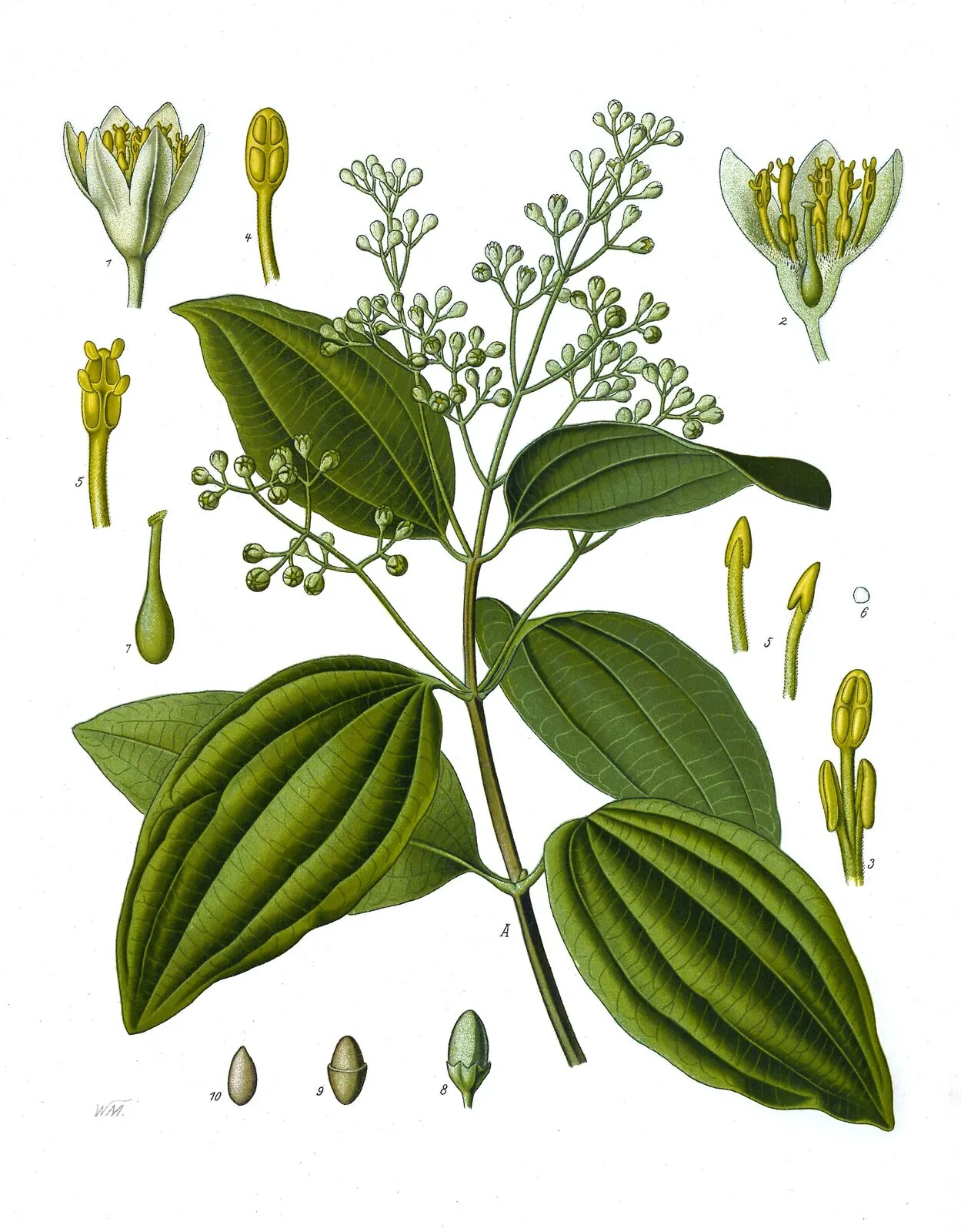 Köhler's Medizinal-Pflanzen botanical illustration of Cinnamomum verum showing the complete plant including bark, leaves, flowers and fruit