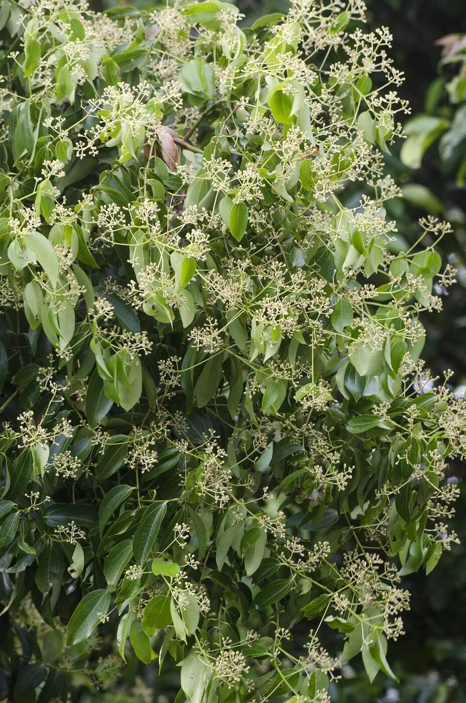 Close-up of Ceylon cinnamon flower buds (Cinnamomum verum) on the tree, small cream-coloured clusters