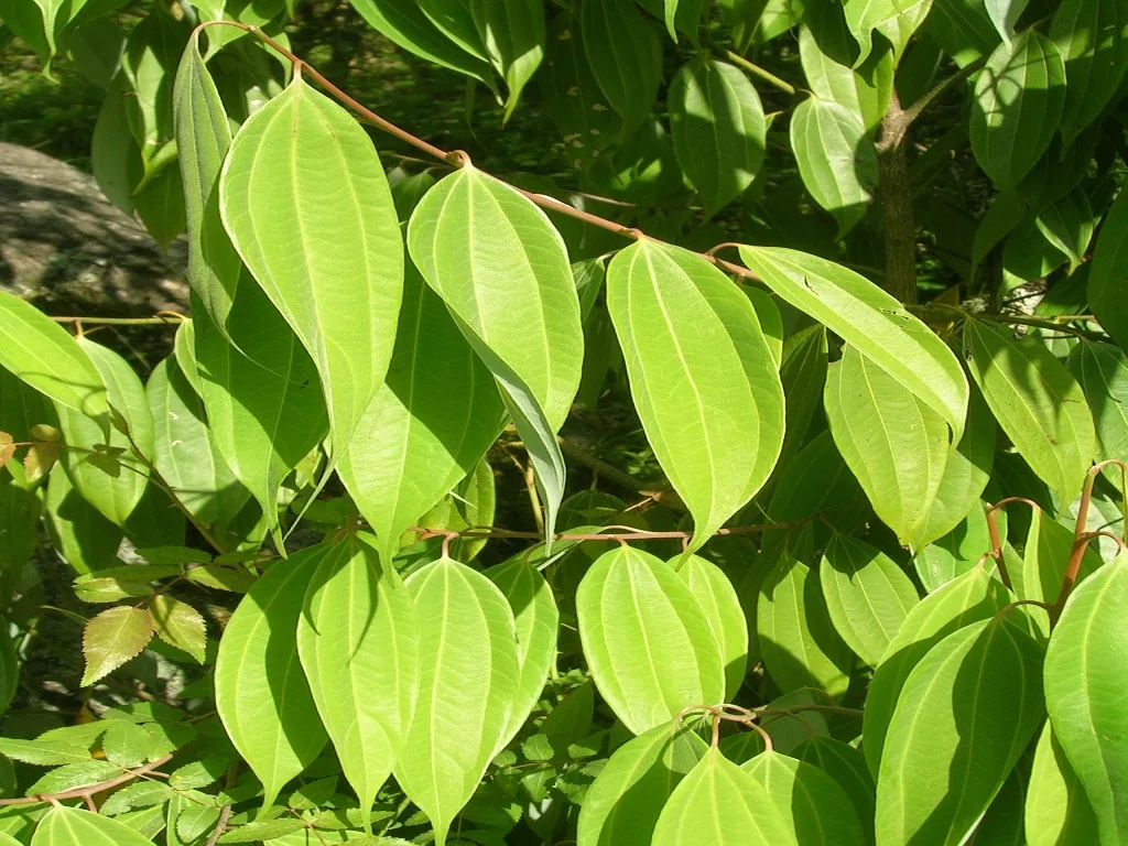 Young copper-red and mature green leaves of the Ceylon cinnamon tree (Cinnamomum verum)
