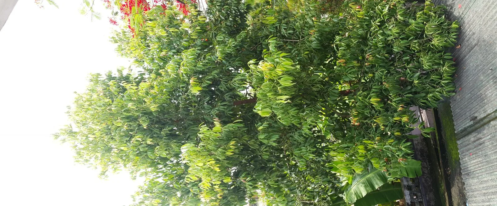 A Ceylon cinnamon tree (Cinnamomum verum) growing in Sri Lanka's southern coastal lowlands, showing the characteristic smooth bark and dense canopy