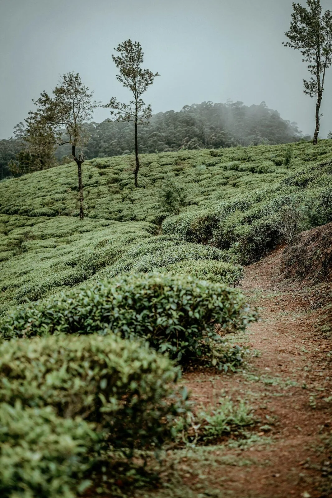 A misty tea plantation path winding through manicured tea bushes in Sri Lanka's central highlands