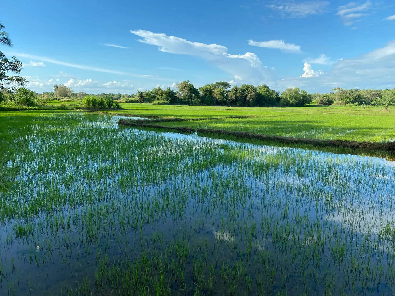 Flooded green rice paddies under a blue sky near Polonnaruwa, fed by the ancient Parakrama Samudra irrigation system
