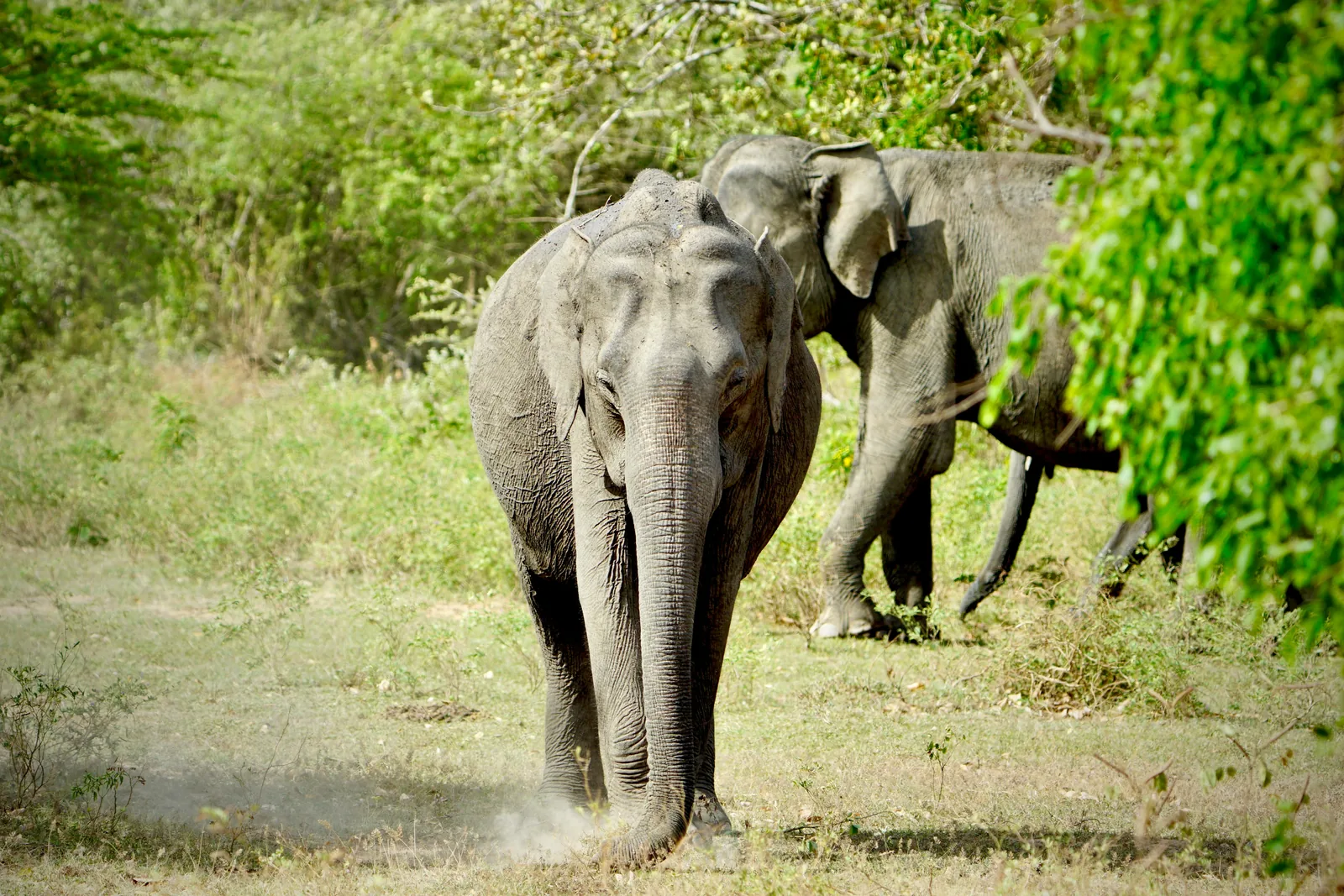 Two wild Asian elephants walking through dry scrub in a Sri Lanka national park, the closest approaching head-on in morning light