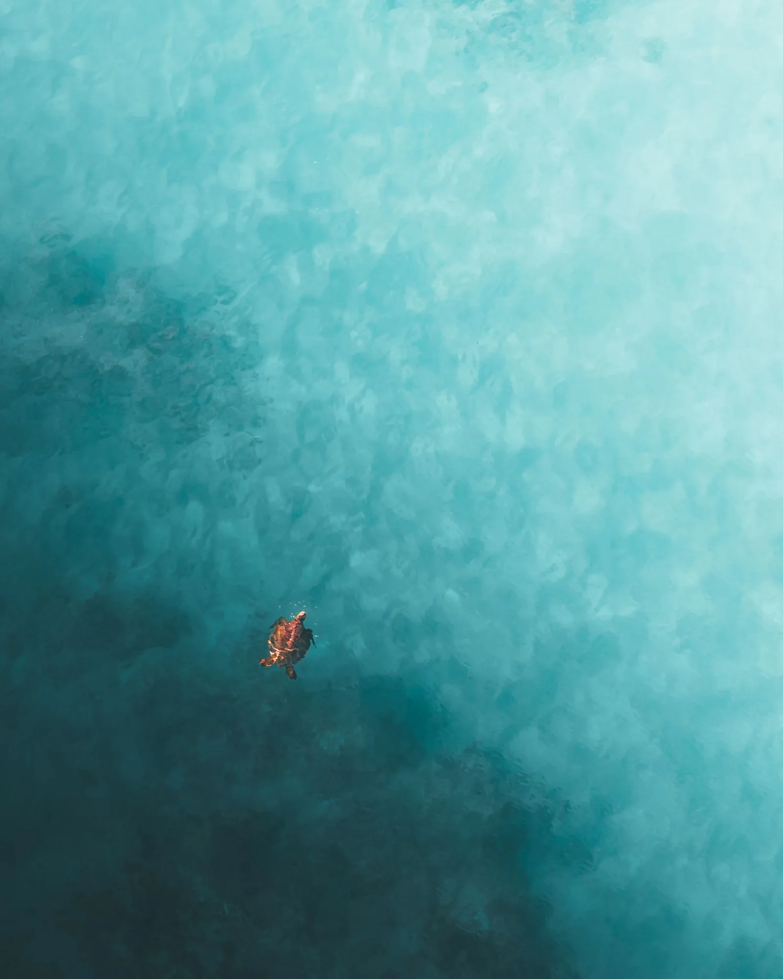 Aerial view of a single sea turtle swimming alone in turquoise water off Sri Lanka's coast