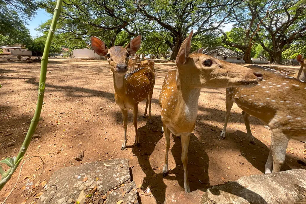 Spotted chital deer grazing freely inside the grounds of Fort Frederick in Trincomalee, Sri Lanka, under shady trees