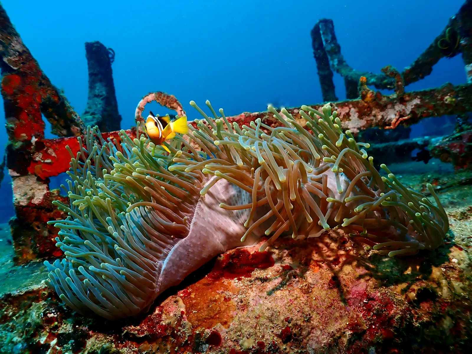 A clownfish sheltering in a sea anemone growing on a submerged wreck structure at depth, with blue water in the background