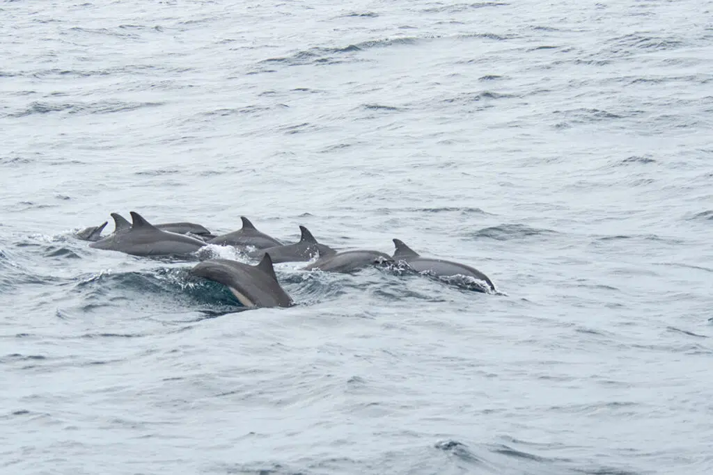 A pod of spinner dolphins surfacing together in the open ocean off Trincomalee's east coast, Sri Lanka