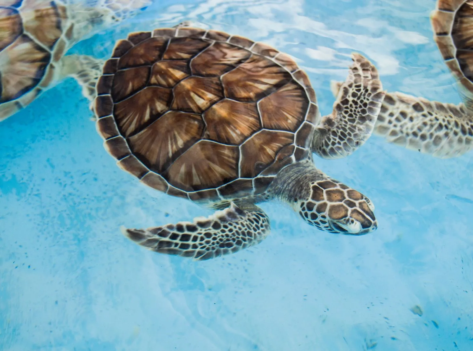 Juvenile sea turtles swimming in a shallow holding tank at a Sri Lankan conservation centre