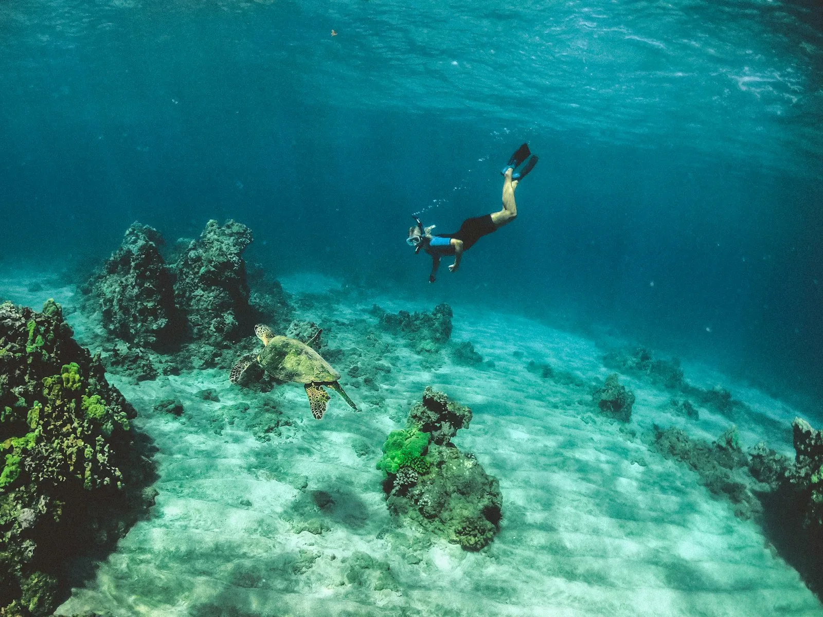 Colourful coral reef and tropical fish visible through clear water while snorkelling off Unawatuna beach, Sri Lanka
