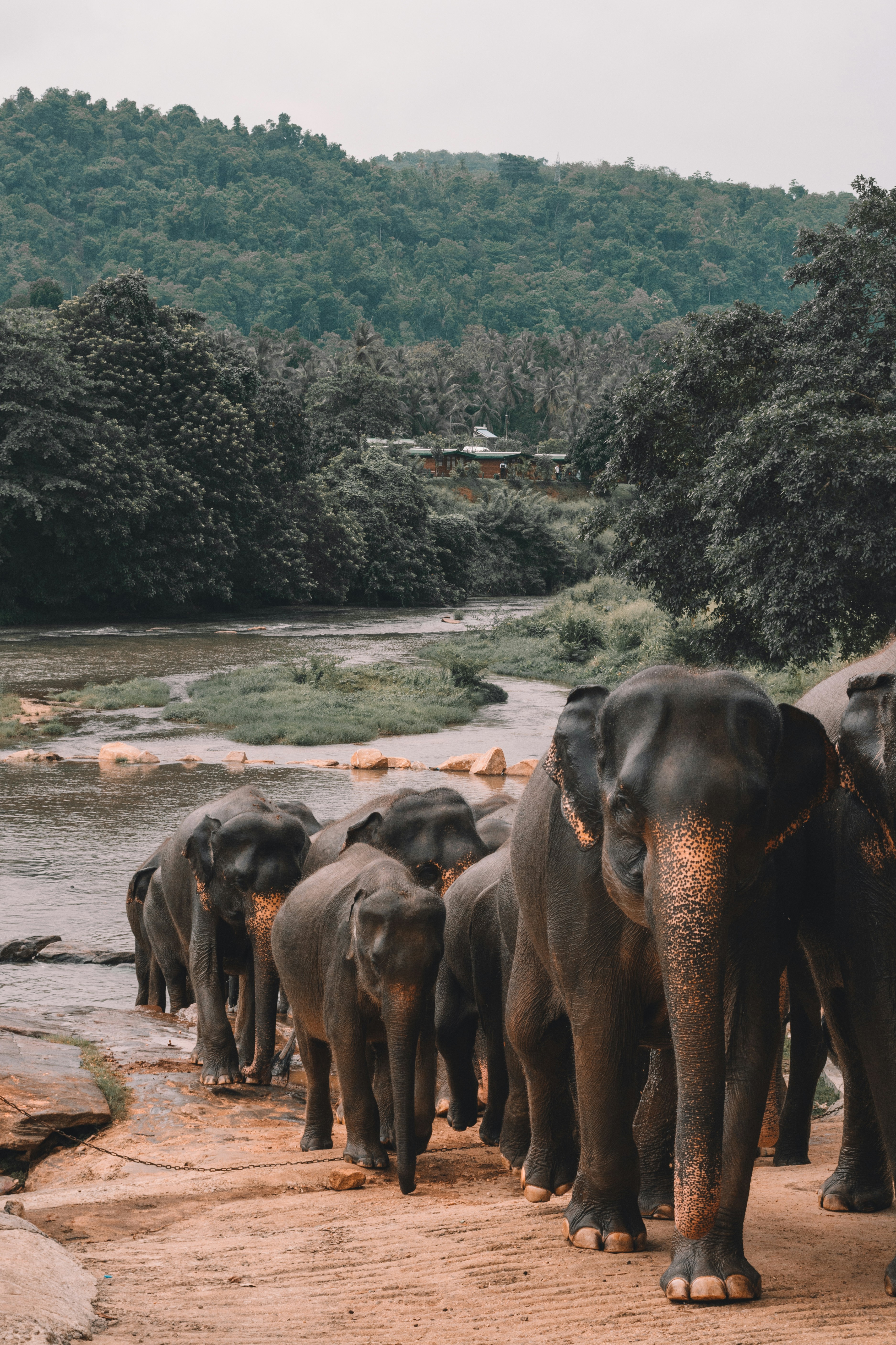 A herd of Sri Lankan elephants crossing a river in a national park