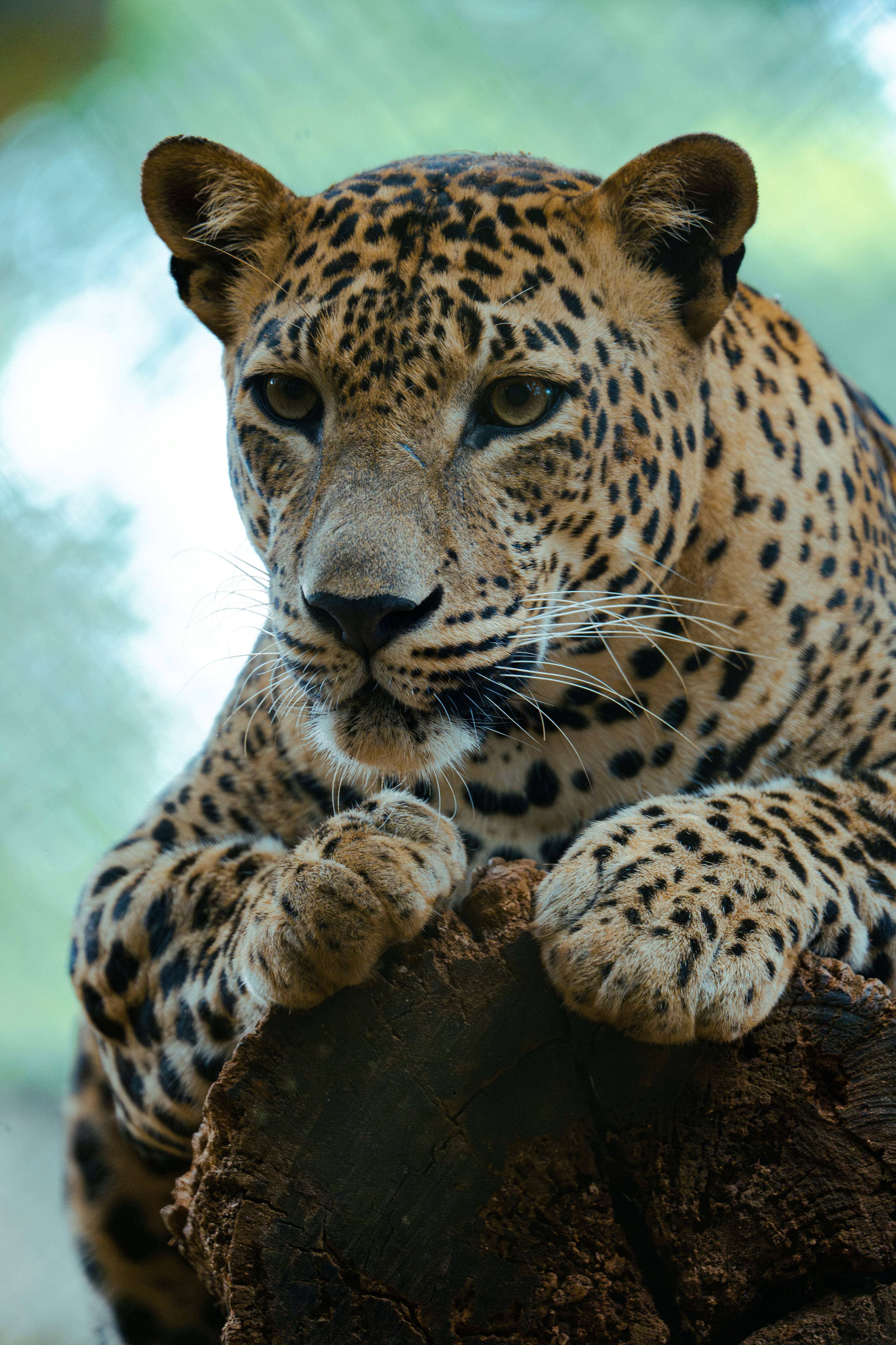 A Sri Lankan leopard resting in the shade at Yala National Park, Sri Lanka